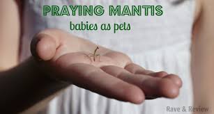 There are actually numerous (over 2,000 and counting) species of mantids. Our New Pets Praying Mantis Babies Rave Review