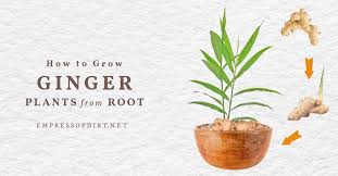 However, you can harvest after the first year when the leaves die back. Easy Way To Grow Ginger Root Indoors Empress Of Dirt