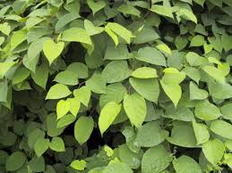 Wild edible plants abound in the woodlands, meadows and wetlands of ohio. Invasive Plants Of Ohio Ohio Invasive Plants Council