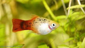 Sleeping Platy Fishes - Youtube