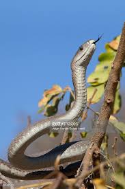 Inverted coaster im themenbereich deep in africa. Black Mamba Dendroaspis Polylepis Climbing Tree Kruger National Park South Reptilien Und Amphibien Reptilien Amphibien