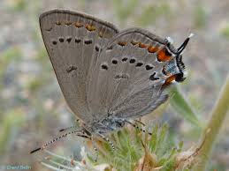 Image result for Satyrium