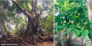 Image result for Crudia