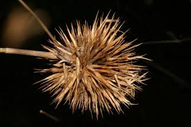 Image result for Oxytenanthera abyssinica