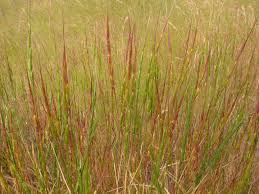 Image result for Agrostis pilgeriana
