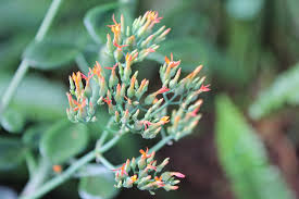 Image result for Kalanchoe rotundifolia