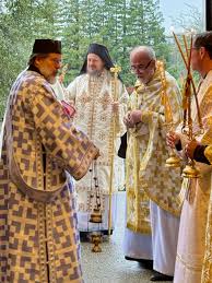 Image result for Vepris macedoi