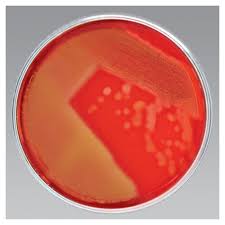 Pin On Mymicrolab