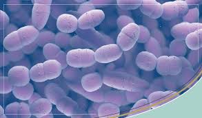 Image result for Group D Streptococcus