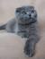 Scottish Fold Scottish Fold Russian Blue