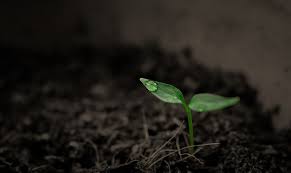We have planted scores of fruit trees, and although we are not experienced in growing crops for profit, we love trees, and i love christmas trees most of all. Biblical Dream Meaning Of Soil