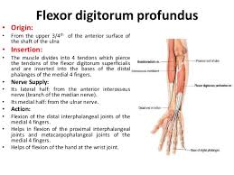 The medial aspect of the muscle (which flexes the 4th and 5th digit) is supplied by the ulnar nerve (c8, t1). Fdp Muscle Arteries Nerves And Muscles Of Upper Limb Anterior View Muscles Of Forearm Deep Layer Anterior The Unique Aspect Of These Muscles Is That They Originate From The Fdp