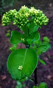 Image result for Leptactina benguelensis