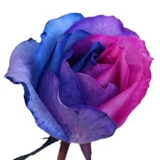 It is a preferred baby boy's name in europe. Rose Color Meanings 13 Shades And What They Symbolize Fiftyflowers