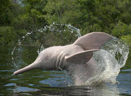 Science Source - Amazon River Dolphins (Inia geoffrensis) Ariau ...