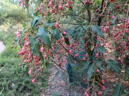 Image result for Brachychiton