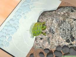 How To Look After A Turtle (With Pictures) - Wikihow