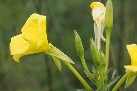 I giardini acquatici hanno quel fascino romantico che nessun altro tipo di giardino riesce a ricreare! Zainoinspalla La Natura In Montagna Giaggiolo Acquatico O Iris Giallo