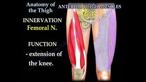 The muscles of the anterior compartment of the leg are innerva… these muscles dorsiflect the ankle and some extend the toes. Anatomy Of The Thigh Everything You Need To Know Dr Nabil Ebraheim Youtube