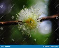 Image result for Aphloiaceae