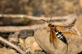 Gambar buah buahan hitam putih untuk mewarnai strasshotfix net. Mengenal 8 Spesies Lebah Dan Tawon Beda Atau Sama Halaman All Kompas Com