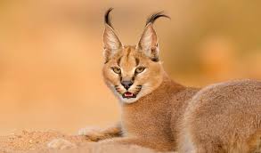 Why Do Caracal Hiss So Much | Tiktok