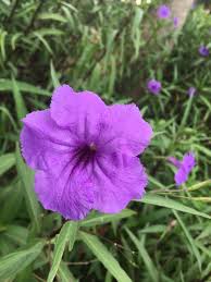 Image result for Ruellia praetermissa