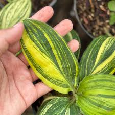 Image result for Palisota