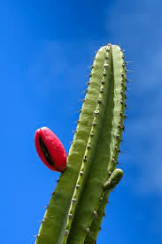 Image result for Cereus jamacaru