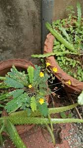 Image result for Biophytum