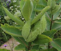 At the nurseries they are typically covered with tiny pollinators, zone 8b. Pollinators Favorite Nectar Plants Finegardening