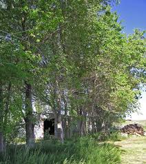 Image result for Ulmaceae