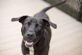 Do Dogs Consciously Control Their Tail Wags Pets4homes