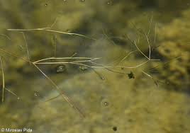 Image result for Stuckenia