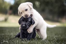 Labrador Welpen Spielen Gemeinsam Hund Dog Tierfotografie Hundekinder Ideen Inspiration Photography Outdoor Photoshop Labradorwelpen Labrador Babytiere