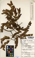 Image result for Brachystegia utilis
