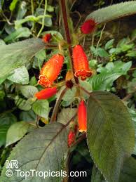 Image result for Kohleria