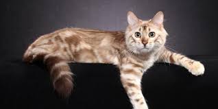 Long Haired Bengal Cashmere Information Overview Bengal Cat Cats Asian Leopard Cat