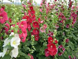 Maybe you would like to learn more about one of these? How To Grow And Care For Hollyhocks World Of Flowering Plants