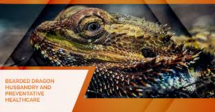 Exotic Animal Vet Sewell Bearded Dragon Husbandry And Preventative Healthcare