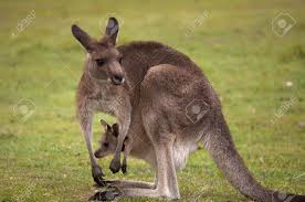 Kangaroo Mum With A Baby Joey In The Pouch Closeup Stock Photo Picture And Royalty Free Image Image 11968236