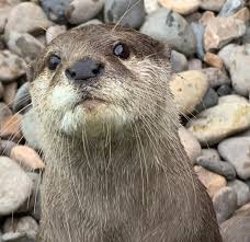 They are often mistaken for beavers though. Otter Jyllands Park Zoo Danemarks Gemutlichster Zoo