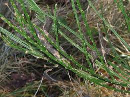 Image result for Tinnea vesiculosa