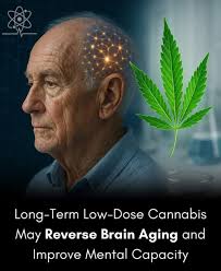 Cannabis potentially reversing brain aging in mice