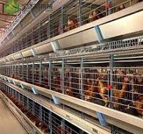 Chicken Cages Galvanized Chicken Equipment Hen Cage Stock Models Complete  Full Step