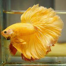 Every time i see the betta at the pet store, i. Beautiful Rosetail Yellow Betta Fish Betta Fish Types Betta Fish Betta
