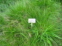 Image result for Carex echinochloe