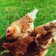 Homegrown free range eggs from my happy hens! Organic Free Range Indoor Corn Fed What Do I Buy Lou S Kitchen Corner