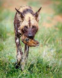Amazing Wild Animals Portraits By Chad Cocking Animals Wild Animal Photography Animals