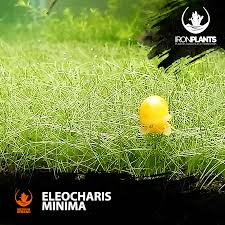 Image result for Eleocharis minima